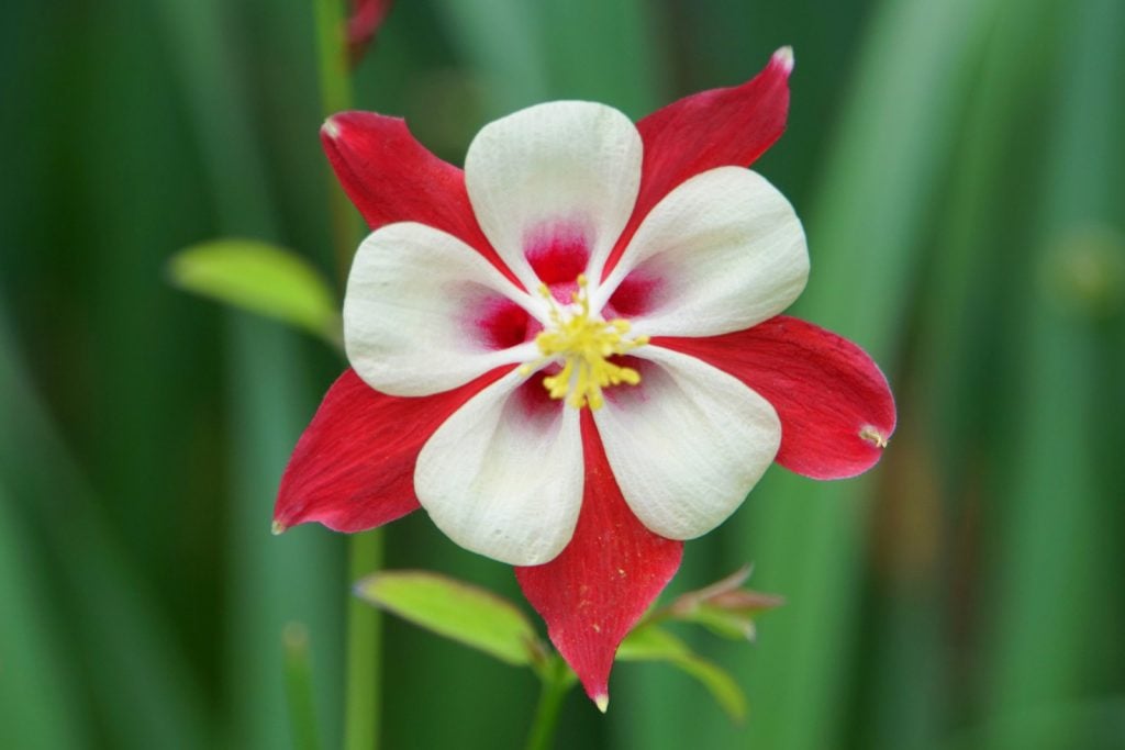 Red and white Crimson Star flower blooming in spring