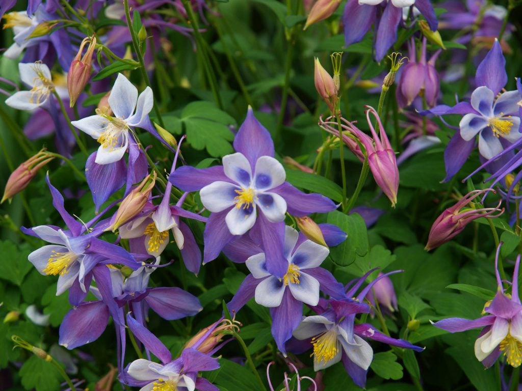 Columbine flowers in nature looking pretty in purple and white