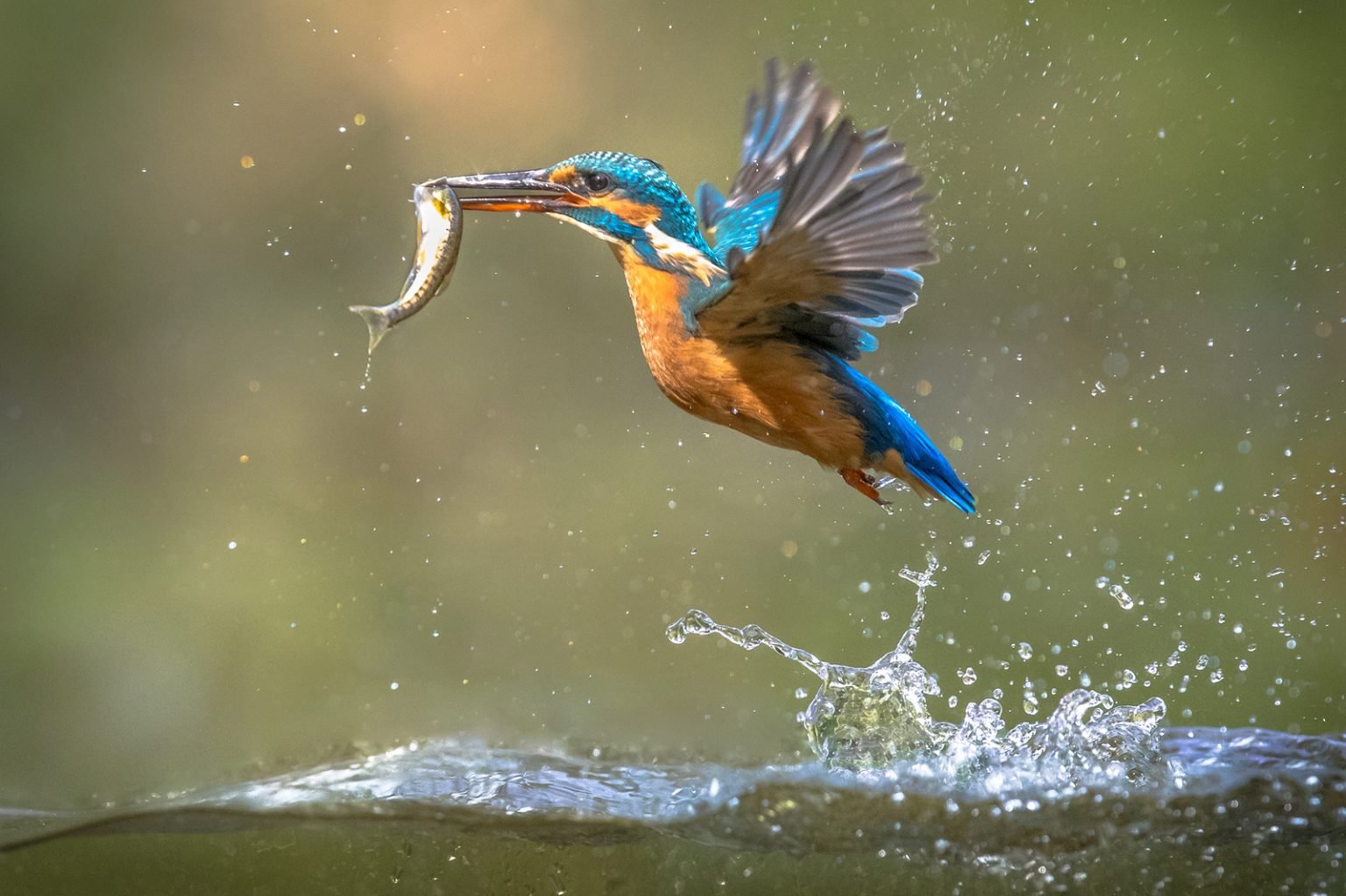 200+ Things That Are Blue in Nature (Full List and Photos) | Color Meanings