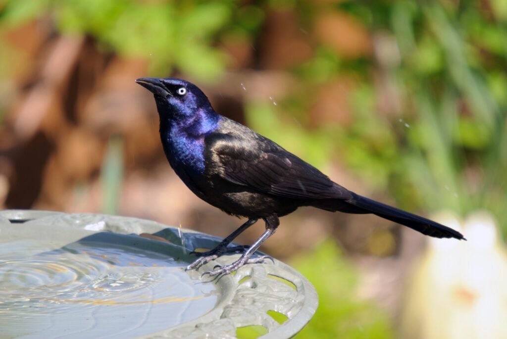 Common grackle on side of bird bath