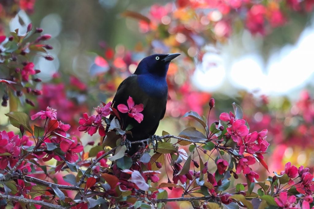 Common grackle in black and blue colors sitting in a tree between pink flowers