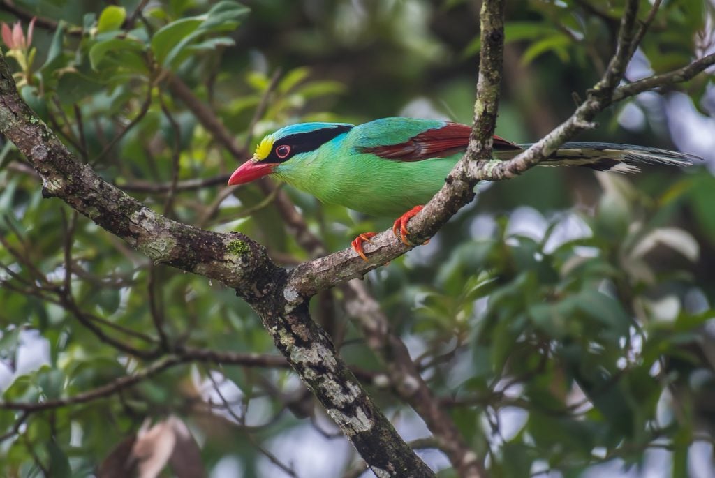 Common green Magpie sitting in a tree