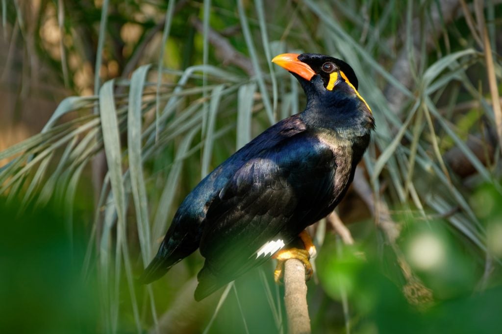 Common hill myna aka Gracula Religiosa or just myna bird