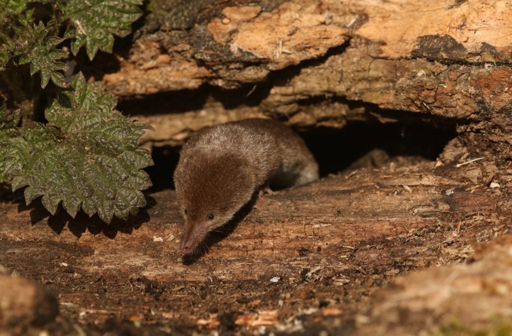 Common shrew aka Sorex Araneus gathering food inside a log