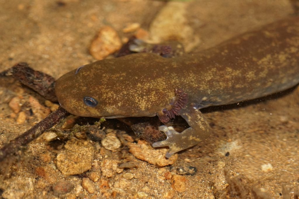 Close up of a Cope's giant salamander resting on the sandy bottom of a stream