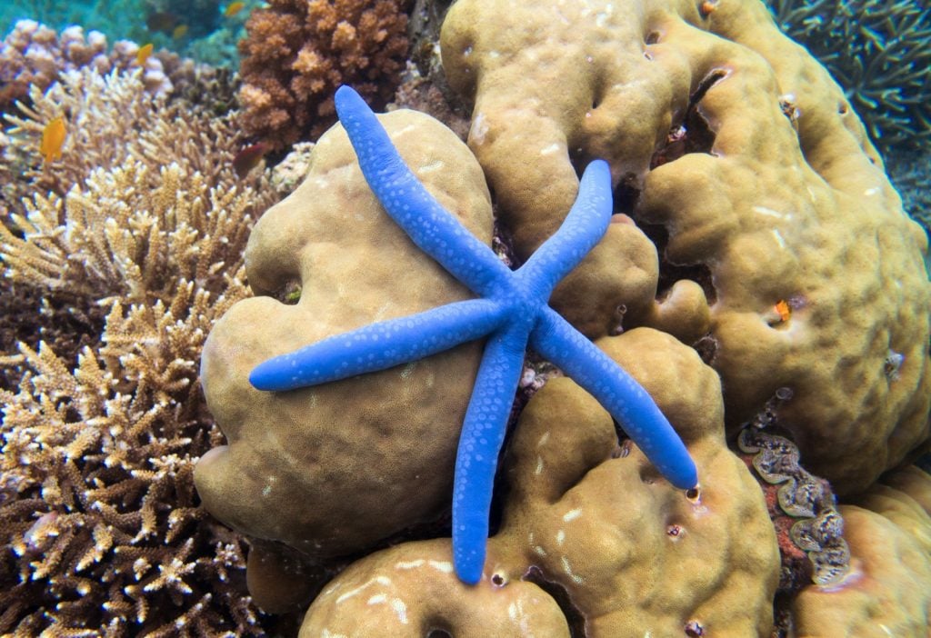 Underwater photo of coral reef and blue Linckia sea star starfish