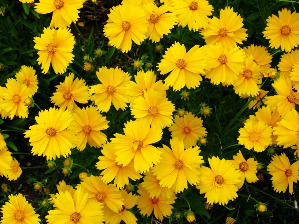 Yellow coreopsis flowers in a garden