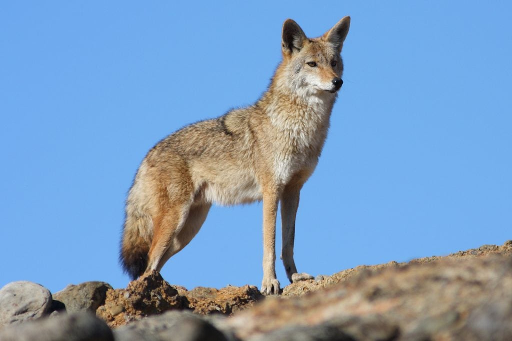 Coyote standing looking attentive in a desert-like area with clear blue sky in the background