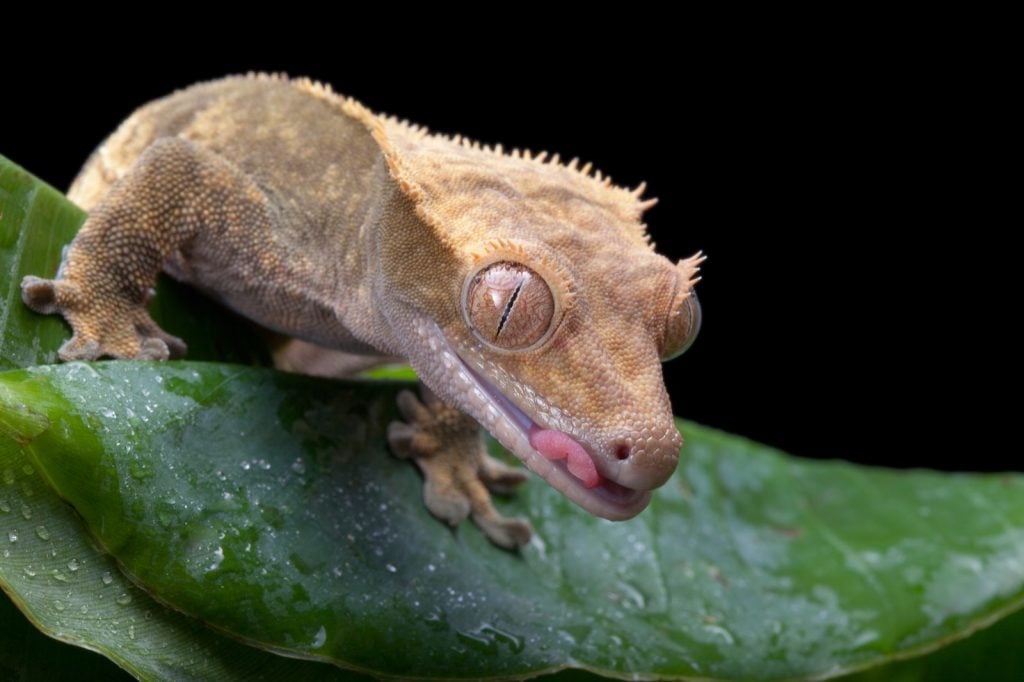 Crested gecko on a big green leaf with raindrops on it