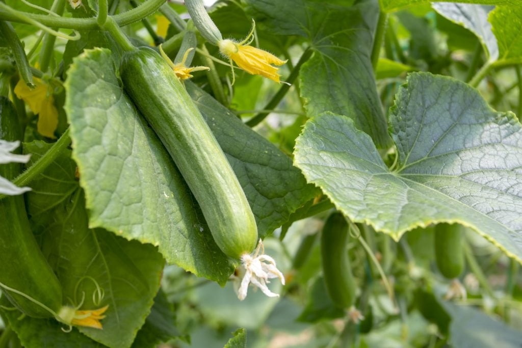 Fresh green cucumbers growing in the field