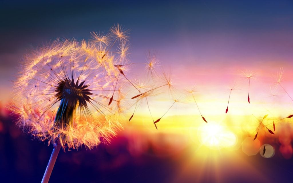 Dandelion with flying seeds at sunset