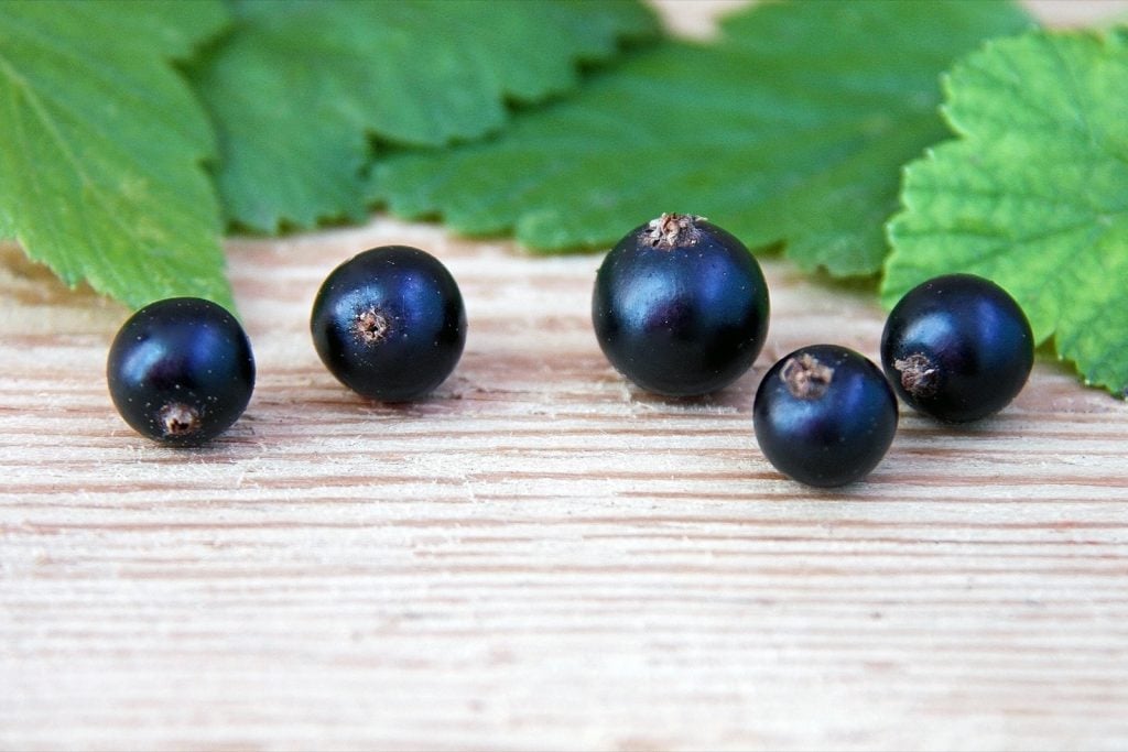 Freshly picked dark blue Black Currants and leaves on wooden table