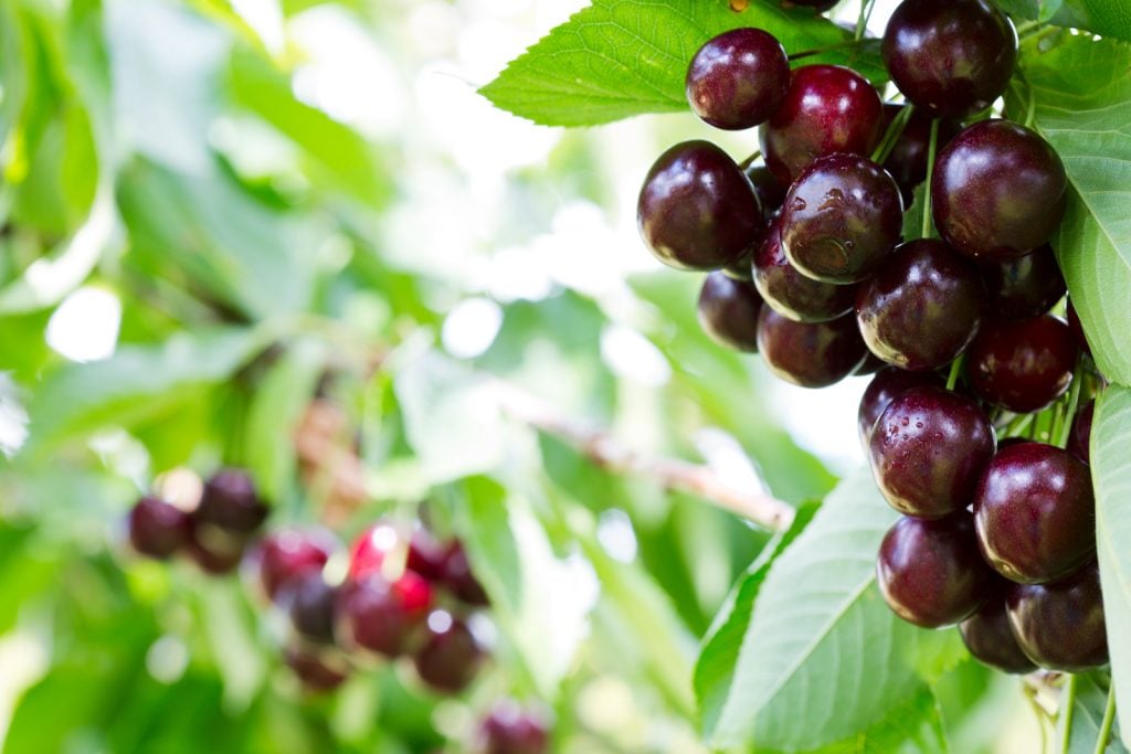 Big ripe cherries hanging from a cherry tree