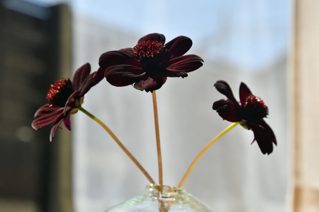 Dark chocolate cosmos in full bloom