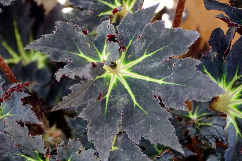 The dark leaves of the begonia black fang plant