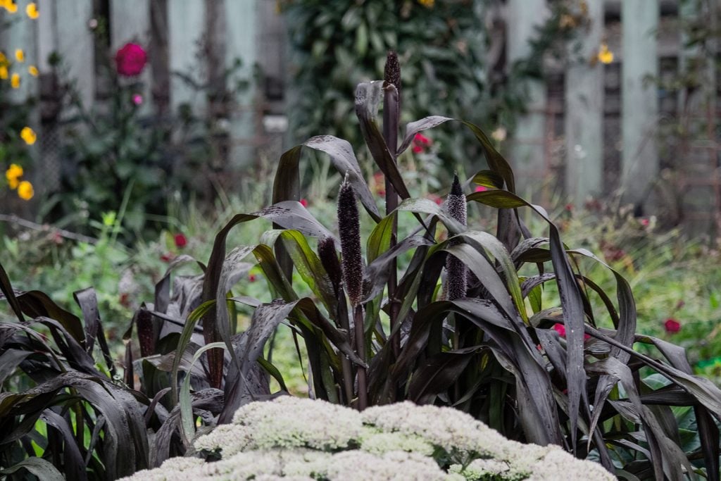 Dark ornamental millet in a garden on a rainy day