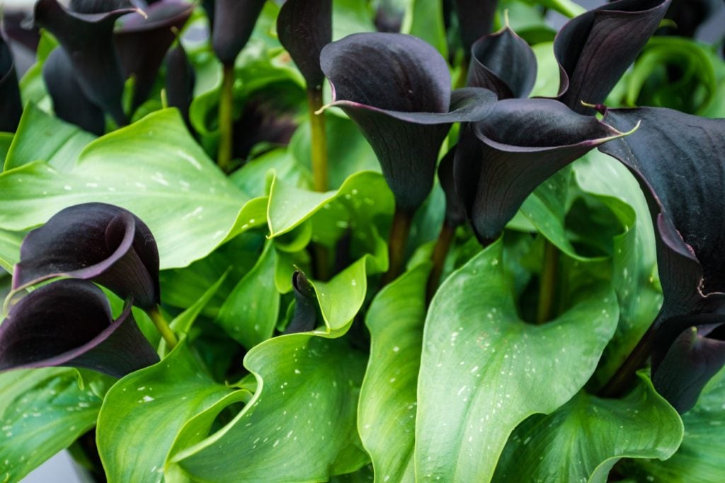 Dark purple black calla lilies