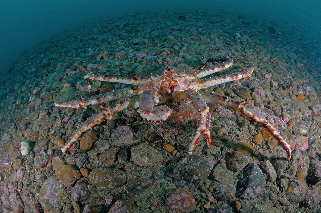 Dark red king crab or Paralithodes Camtschaticus on the ocean floor