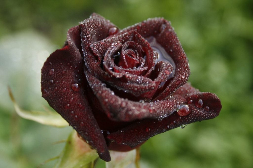 Dark tea rose hybrid called Black Baccara on a rainy day