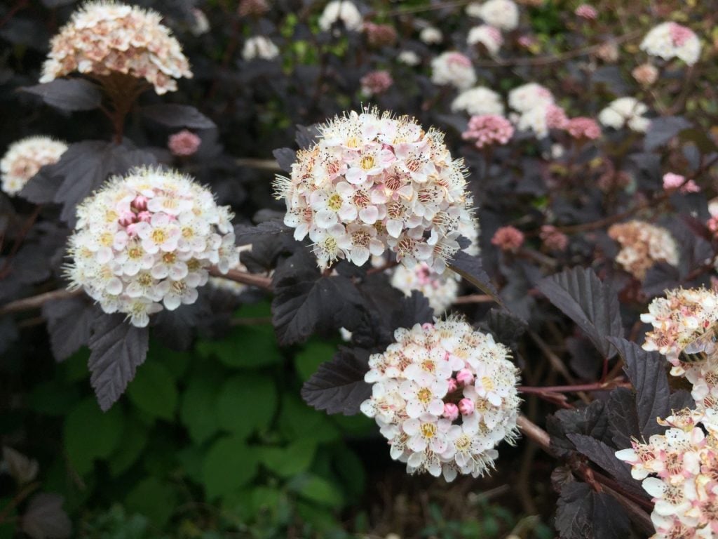 Black diabolo ninebark aka Physocarpus Opulifolius