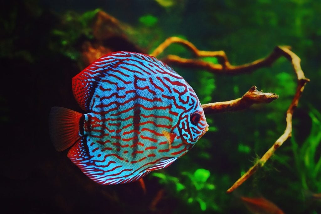 Discus fish aka Symphysodon Aequifasciatus in an aquarium