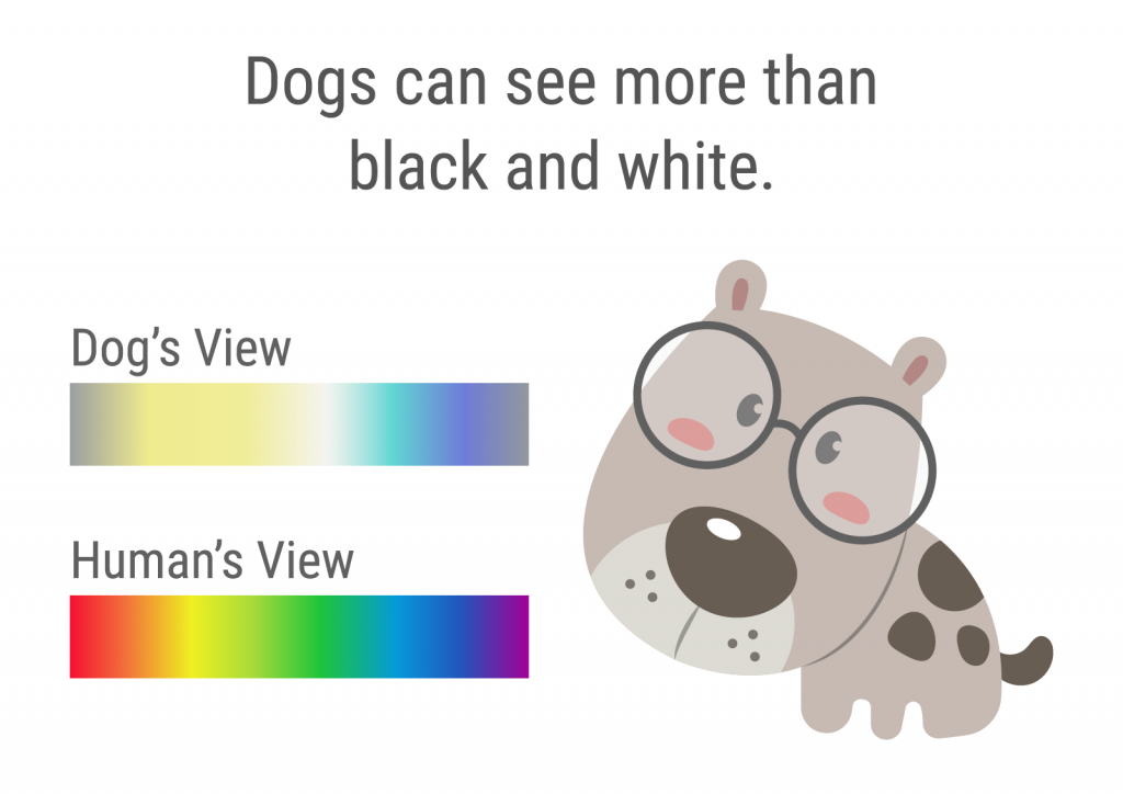 Illustration shows that dogs can see more than black and white but less colors than humans