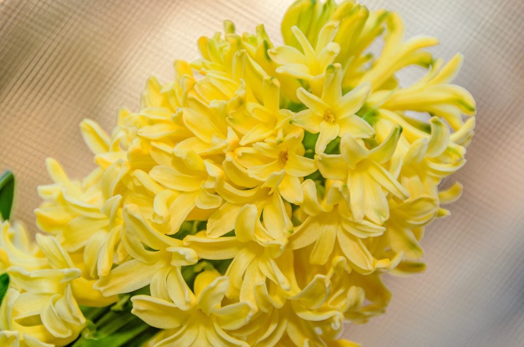 Dutch yellow hyacinth flower