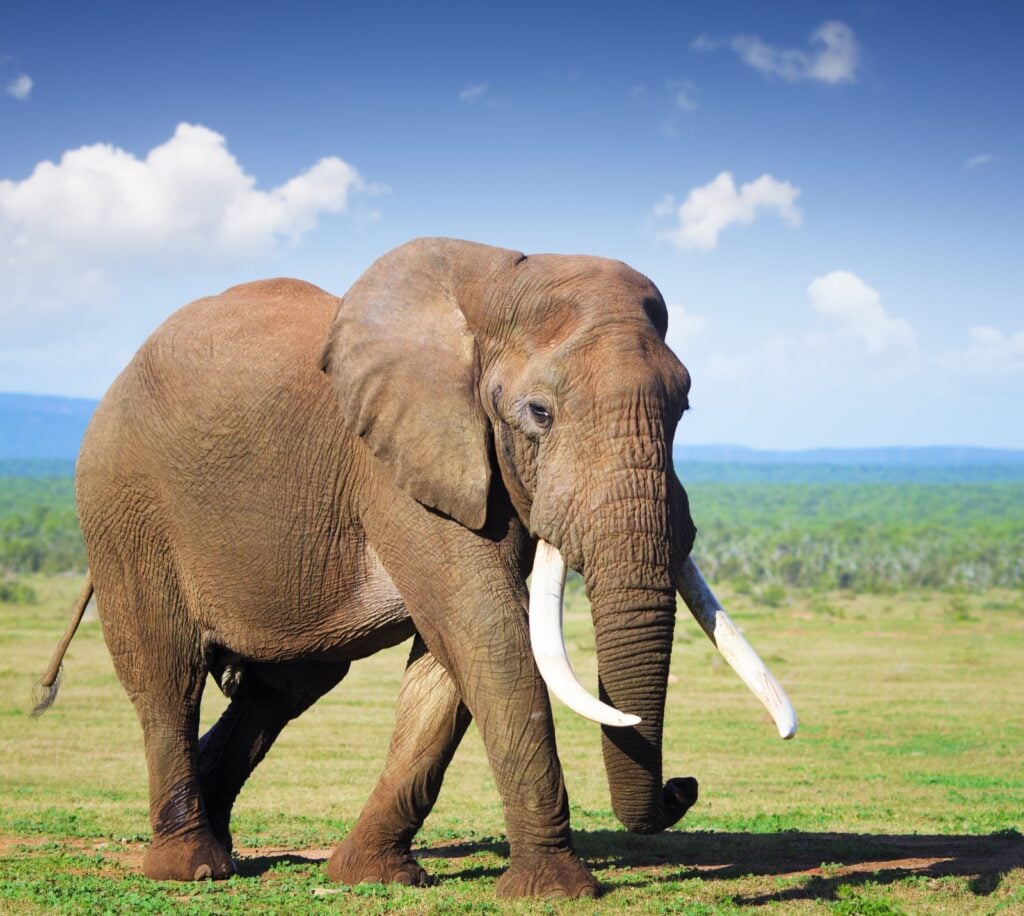 Elephant in the wild with large white tusks