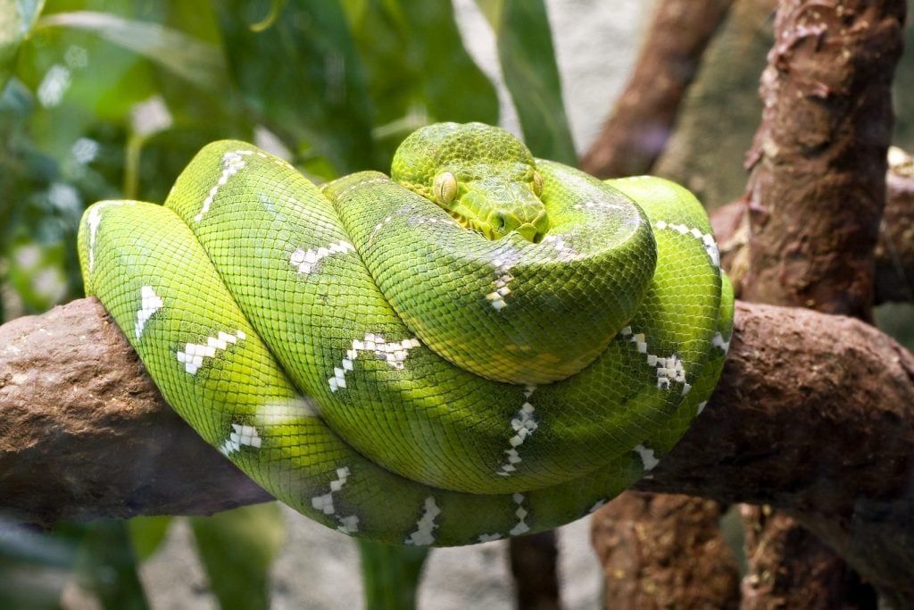 Emerald green tree boa curled up on a big tree branch