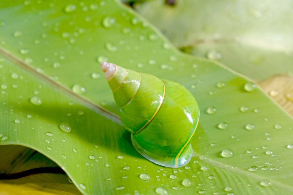 Emerald green tree snail aka Papustyla Pulcherrima