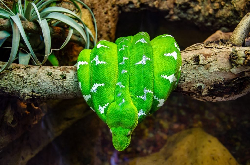 Emerald tree boa aka Corallus Caninus curling up on a tree branch