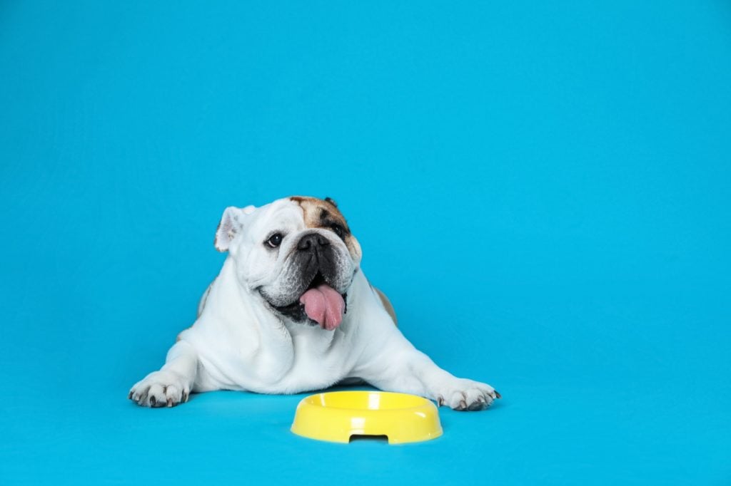 English bulldog with yellow feeding bowl on blue background