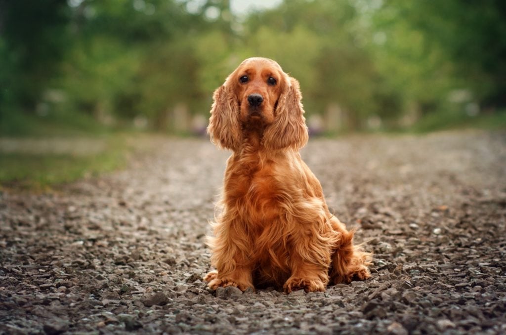 English cocker spaniel with red fur