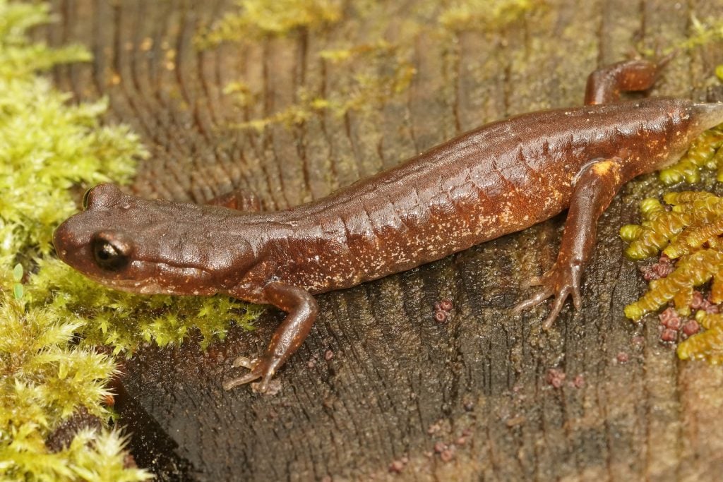 Close up of a common Ensatina with a missing tail
