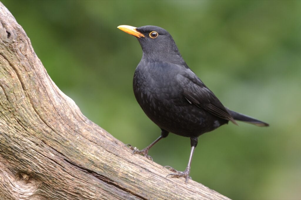 Eurasian blackbird aka Turdus Merula