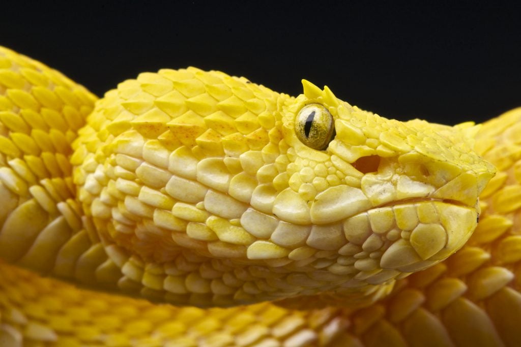 Closeup of eyelash viper showing the bright yellow color against a black background