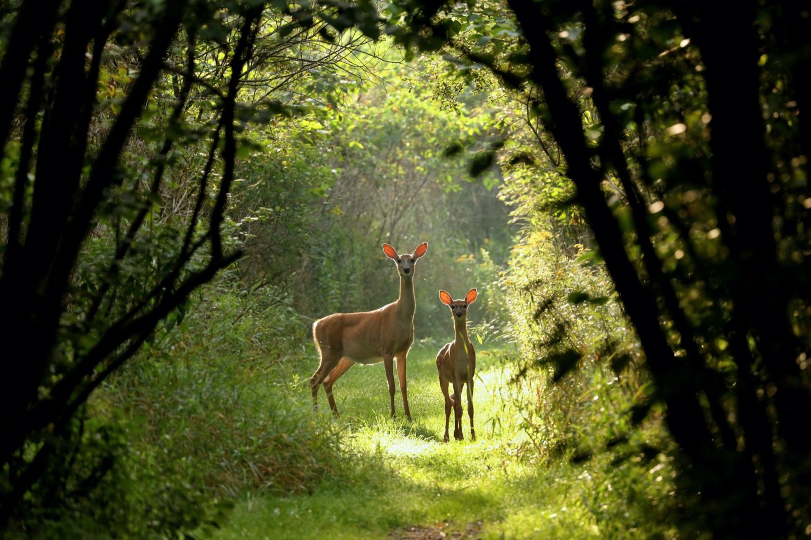 Unlocking The Mystery: Colors Unseen By Deers Vision