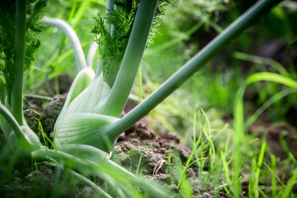 Fresh young fennel in the soil
