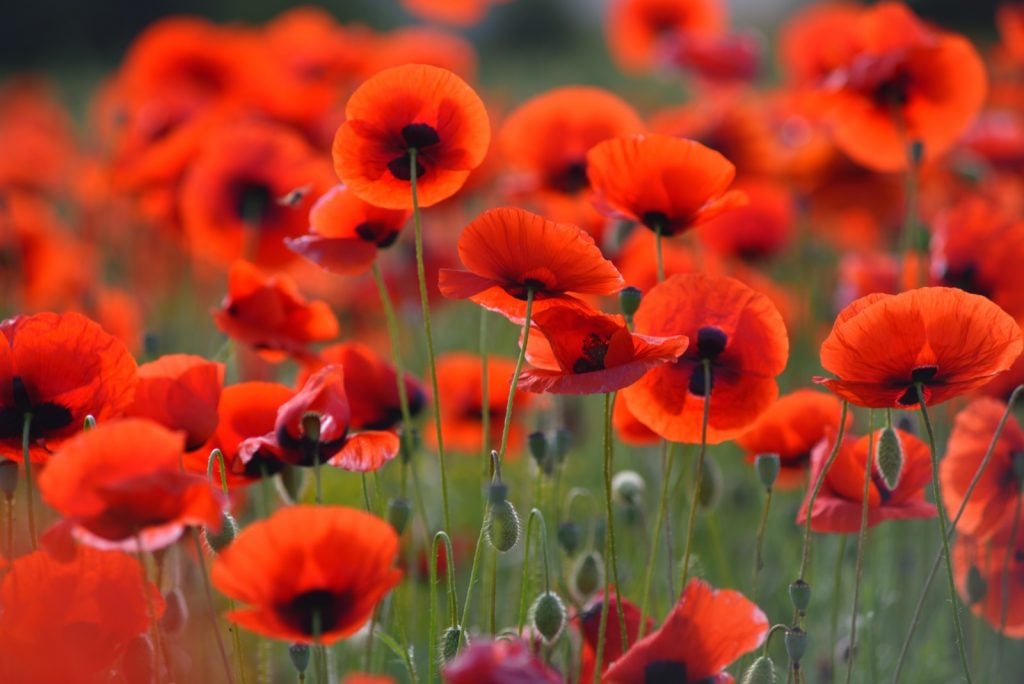 Field of blooming red poppies in grass