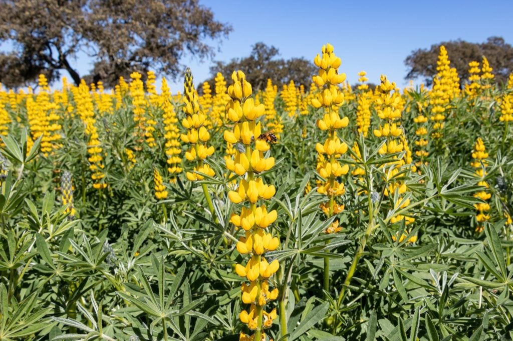 Field of yellow lupine flowers also called Lupinus Luteus