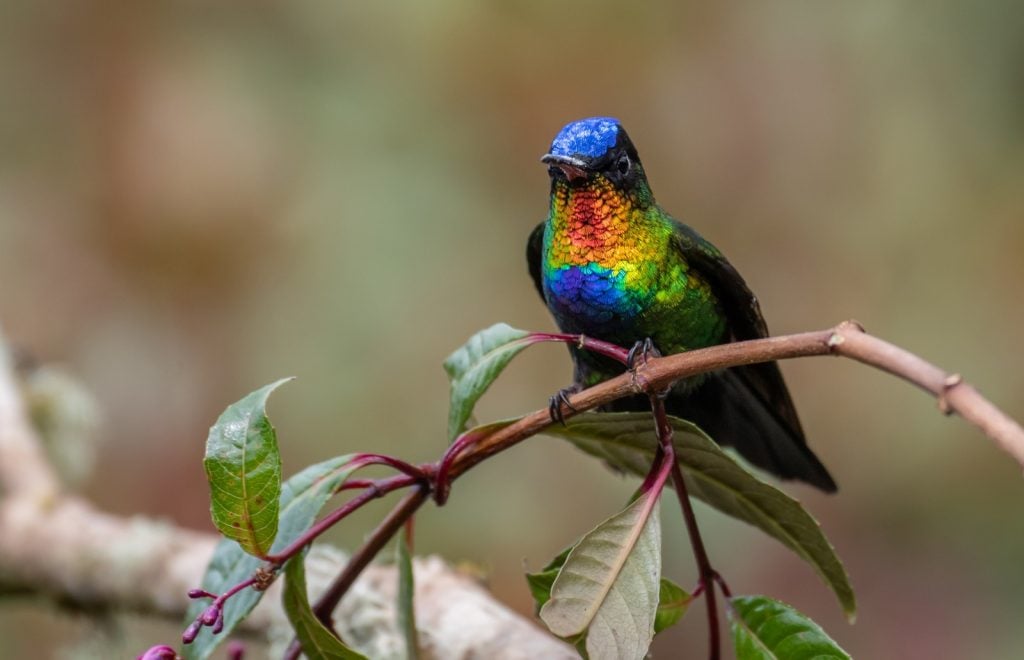 Fiery-throated hummingbird aka Panterpe Insignis in Costa Rica