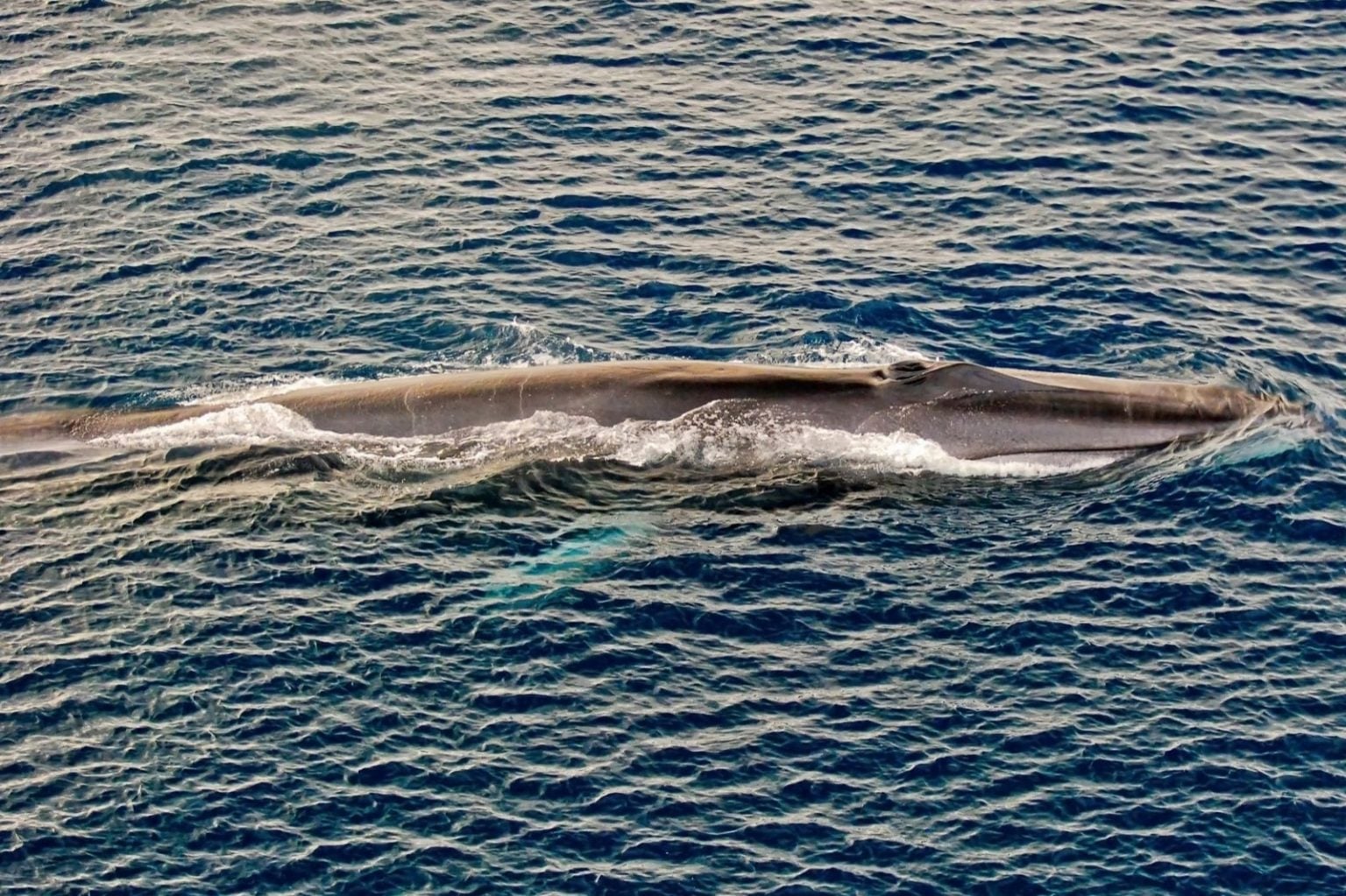 112 Remarkable Things That Are Brown in Nature (Photos)