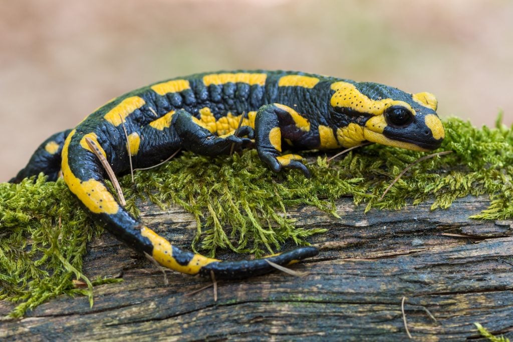 Black and yellow spotted fire salamander sitting on top of a tree trunk