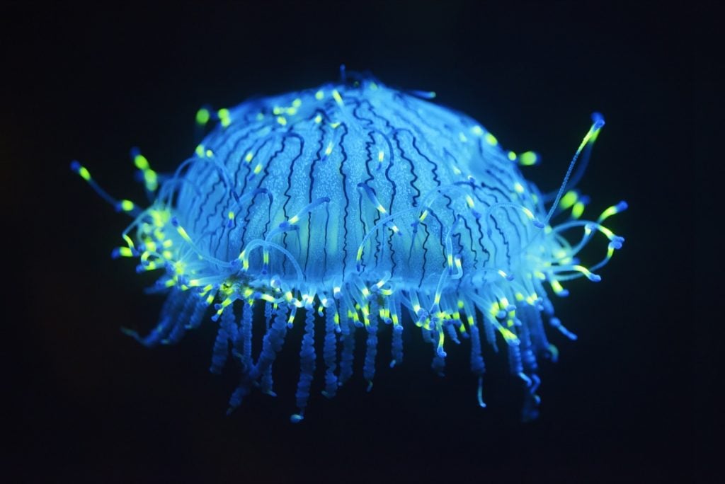 Flower hat jelly aka Olindias Formosus with glowing tentacles