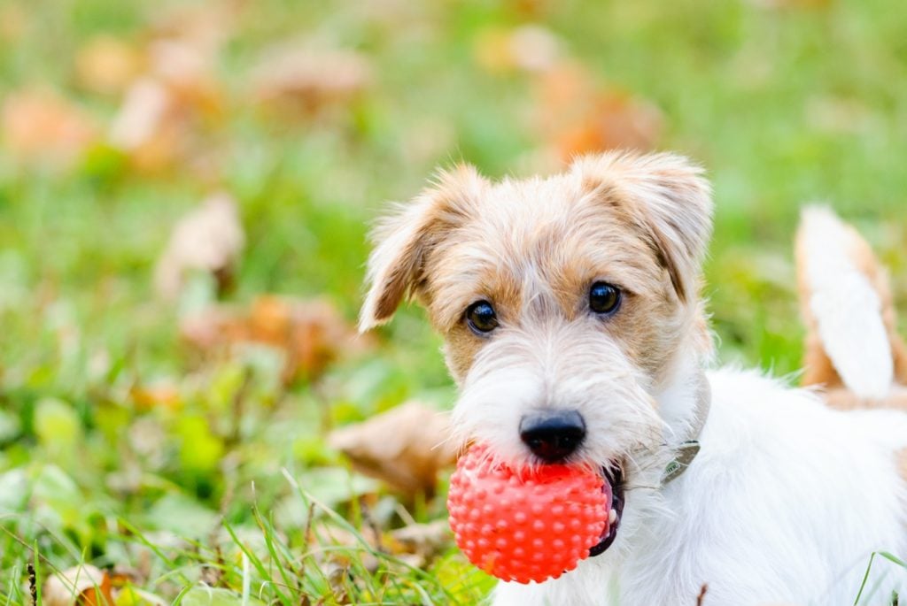 What Color is Most Attractive to Dogs? Unleash the Secret!