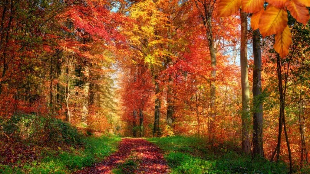 Forest scenery in autumn with natural analogous colors