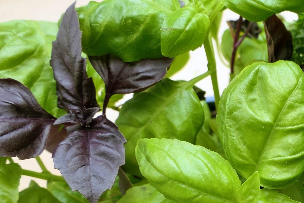 Fresh black red rubin basil next to green basil