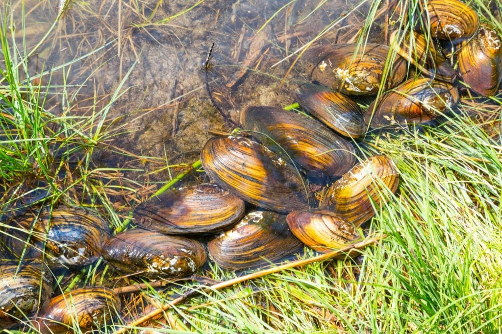 Freshwater mussels on grassy lake shore