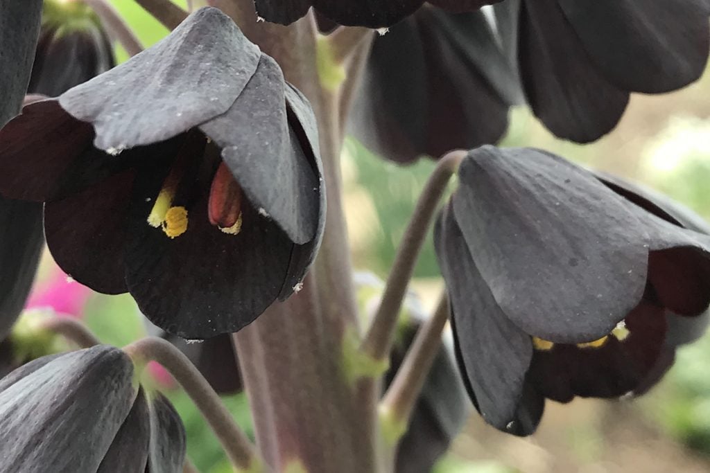 Fritillaria persica also called black persian lilies