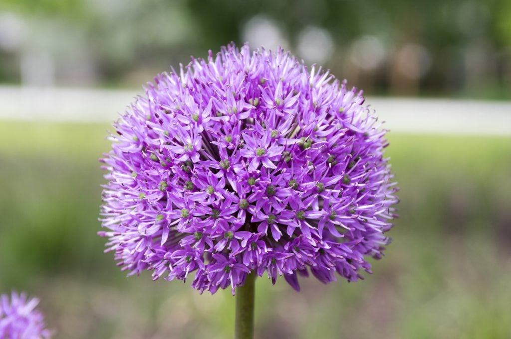 Closeup of a single soft purple garlic flower